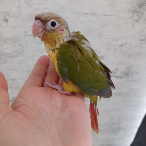 Conure molinae eam #1