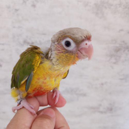 Conure molinae eam #2