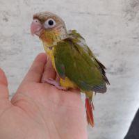 Conure molinae eam #1