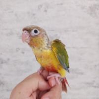 Conure molinae eam