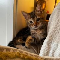 Bali* à l'adoption #2
