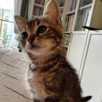 Bali* à l'adoption