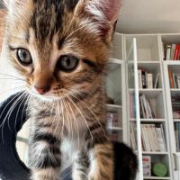 Bali* à l'adoption #5