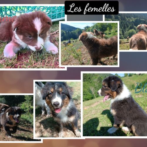 Chiots berger australien lof #0