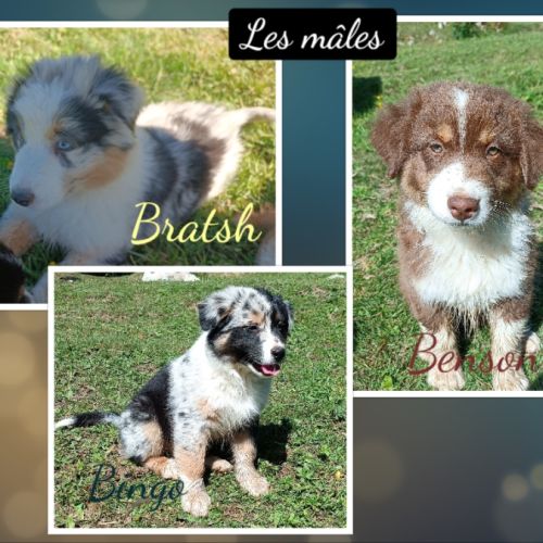 Chiots berger australien lof #3