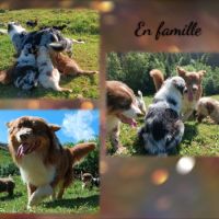 Chiots berger australien lof #1