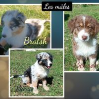 Chiots berger australien lof #3