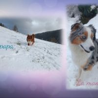 Chiots berger australien lof #4