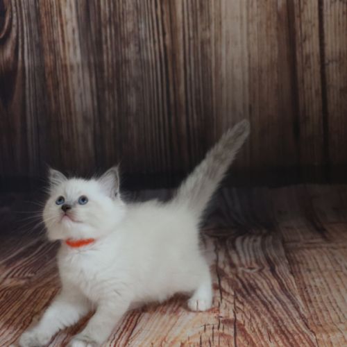 Chatons ragdoll loof #2