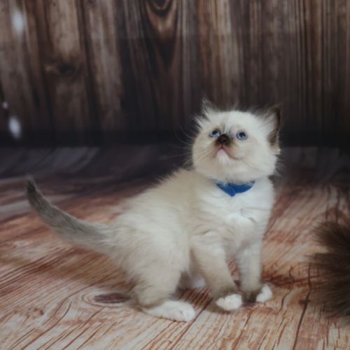 Chatons ragdoll loof #5