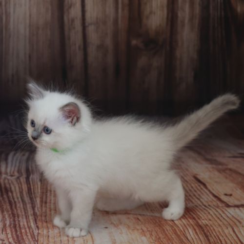 Chatons ragdoll loof #6