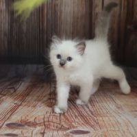 Chatons ragdoll loof #0