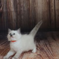 Chatons ragdoll loof #2