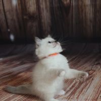 Chatons ragdoll loof #3