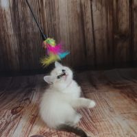 Chatons ragdoll loof #4