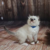 Chatons ragdoll loof #5