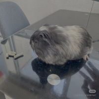 Plusieurs cochons d’inde à vendre #0
