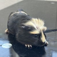 Plusieurs cochons d’inde cherchent une nouvell #1