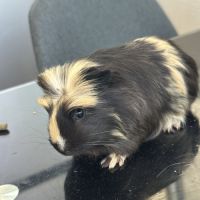 Plusieurs cochons d’inde cherchent une nouvell #2