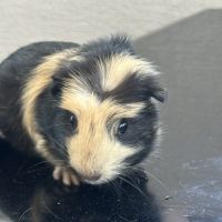 Cochons d’inde en bonne santé à vendre #1