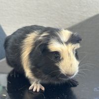 Cochons d’inde en bonne santé à vendre