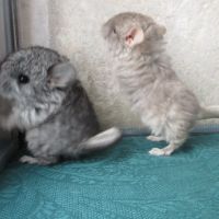 Échange mes chinchillas angora contre furet #1