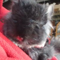 Échange mes chinchillas angora contre furet