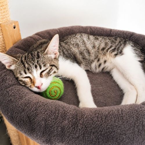 Chaton stiky #4
