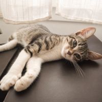 Chaton stiky