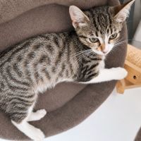 Chaton stiky #3
