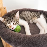 Chaton stiky #4