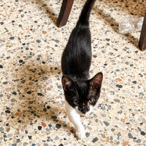 Chaton rose #2