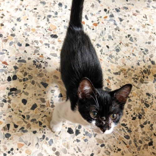 Chaton rose #3