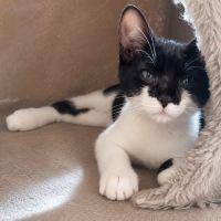 Chaton rose