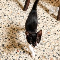Chaton rose #2