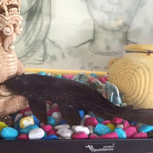 Poisson yoda