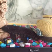 Poisson yoda