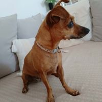 Roxy la coquine #2