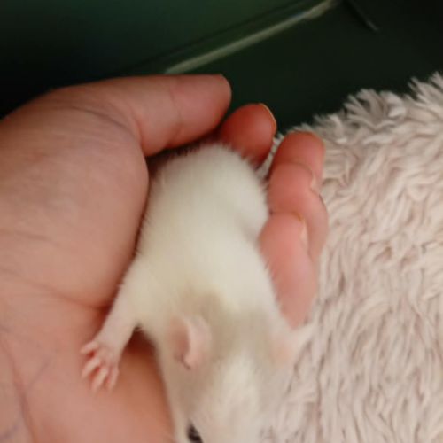 Rats domestique #2