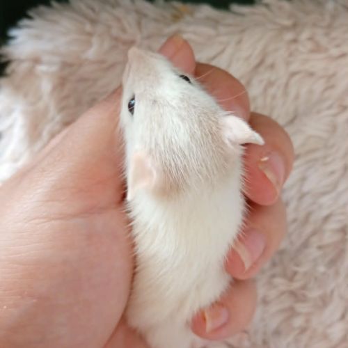 Rats domestique #0