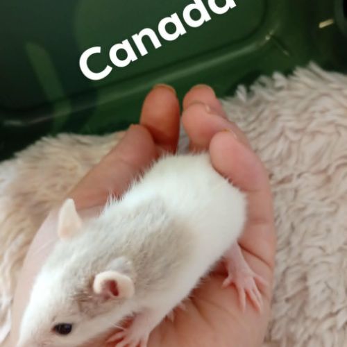Rats domestique #4