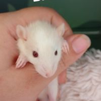 Rats domestique #1