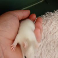 Rats domestique #2