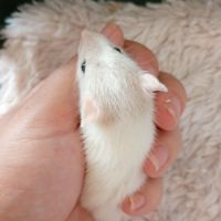Rats domestique