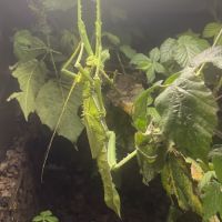Œuf de heteropteryx dilatata