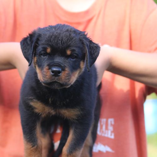 Magnifiques chiots rottweiler lof #0