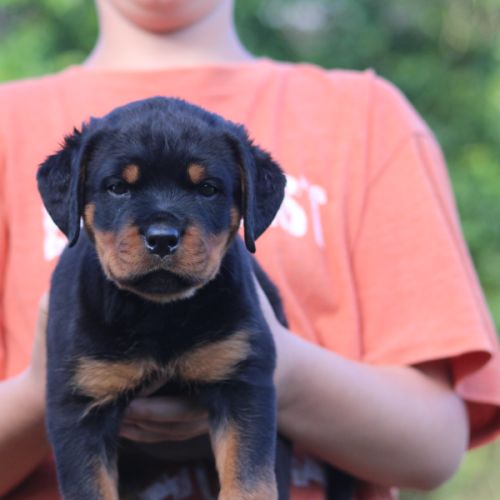 Magnifiques chiots rottweiler lof #2