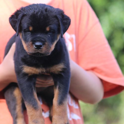 Magnifiques chiots rottweiler lof #4