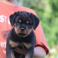 Magnifiques chiots rottweiler lof #3