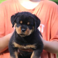 Magnifiques chiots rottweiler lof #5
